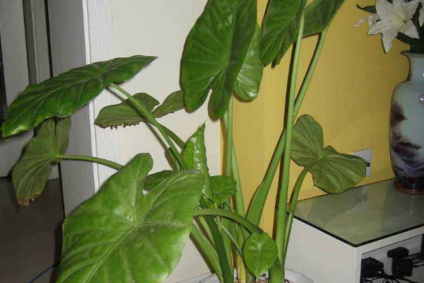 滴水觀音怎么護(hù)理