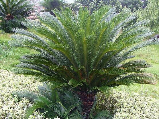 鐵樹(shù)有幾種，細(xì)數(shù)最好看的六大品種