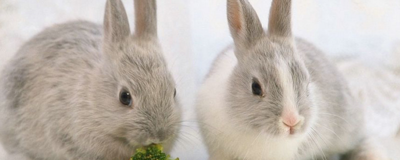 兔子養(yǎng)多久才會(huì)認(rèn)主人