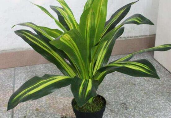 欣賞好看的萬年青圖片，枝葉青翠、紅如珊瑚、艷似瑪瑙