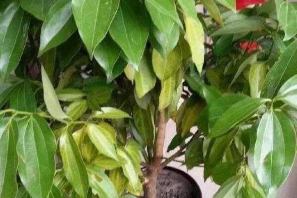 平安樹的養(yǎng)殖方法和注意事項(xiàng)