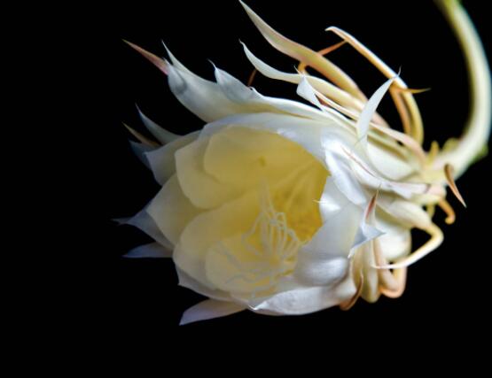 曇花怎么澆水，不同季節(jié)不同澆水量(見干見濕)