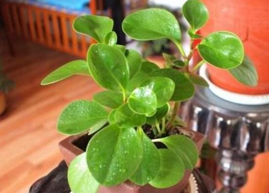 碧玉葉子發(fā)黃怎么辦，教你五步讓它重新恢復(fù)生機(jī)