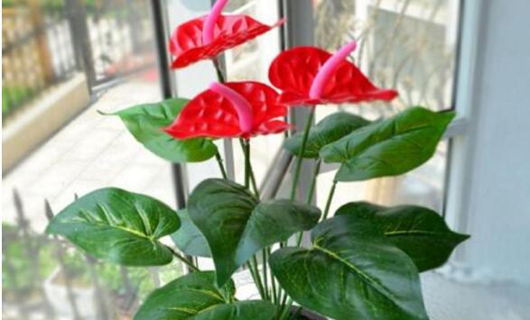 紅掌的催花方法，加強(qiáng)日常管理（溫度、光照、通風(fēng)、肥水）