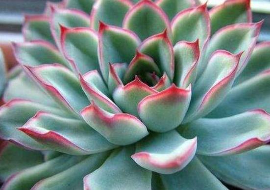 生石花長(zhǎng)高了怎么辦，老農(nóng)教你最直觀常見(jiàn)三種解決辦法