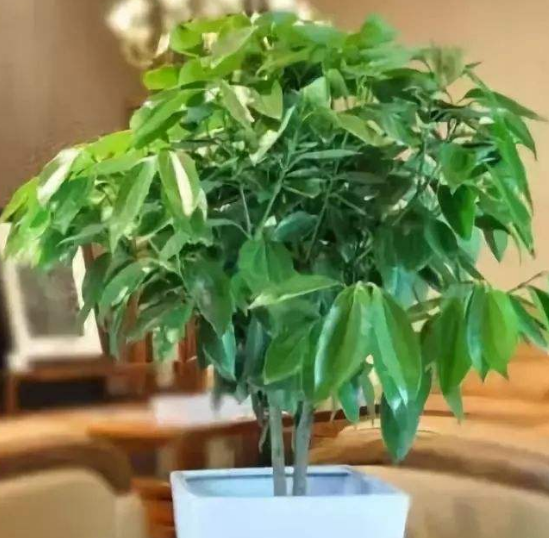 如何給平安樹松土，以樹干為中心、沿周圍輕鏟