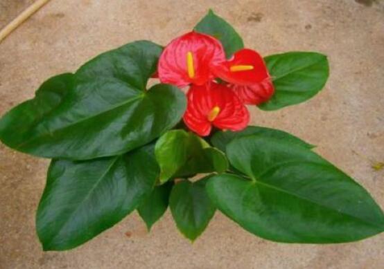 紅掌怎么養(yǎng)才能開(kāi)花，只需要做好六點(diǎn)花開(kāi)茂盛