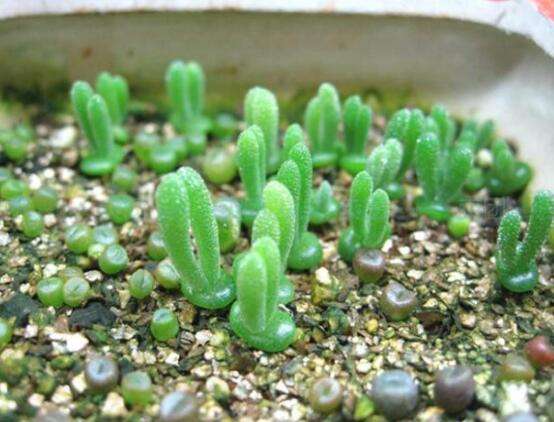 碧光環(huán)多肉怎么養(yǎng)，注意土壤透氣性、控水控溫度