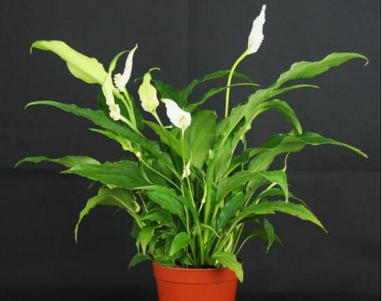 盆栽一帆風(fēng)順怎么養(yǎng)，教你八個(gè)方法便可爆盆