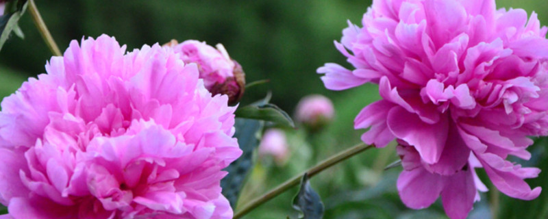 如何養(yǎng)好芍藥花