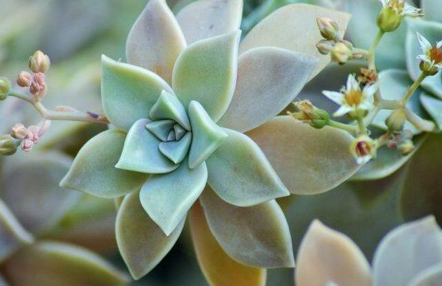 如何養(yǎng)寶石花，寶石花的四季養(yǎng)護方法介紹