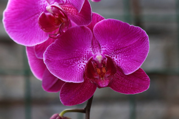 蝴蝶蘭發(fā)芽后怎么護(hù)理