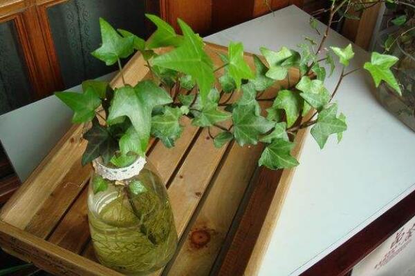 水培的常春藤怎么養(yǎng)生根快，常春藤水培生根秘訣