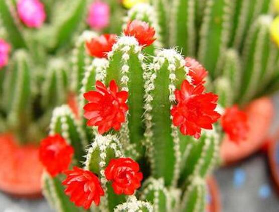 仙人掌幾年開花一次，短則3-5年開花/長則十幾年