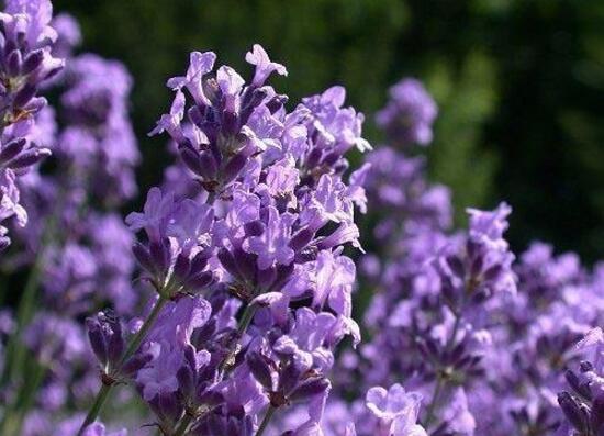 薰衣草施什么肥好，薰衣草施肥方法