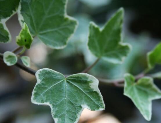 爬山虎和常春藤怎么區(qū)分，盤點三種區(qū)別方法(屬性/株型/生長習性)