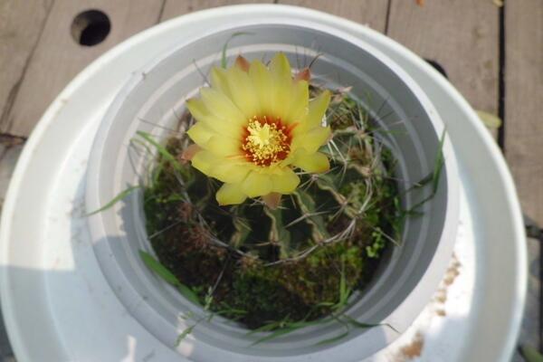 如何養(yǎng)好仙人球，做好以下5點最為關(guān)鍵