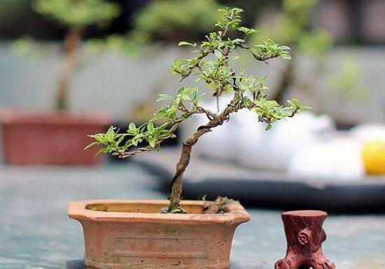 六月雪造型方法，蓄木截干法/剪扎結合法(美觀)