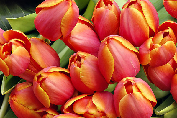 郁金香會(huì)不會(huì)越長(zhǎng)越多