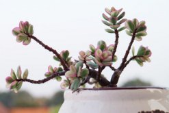 雅樂(lè)之舞葉子怎么變紅，5大要點(diǎn)是它葉子變紅的關(guān)鍵