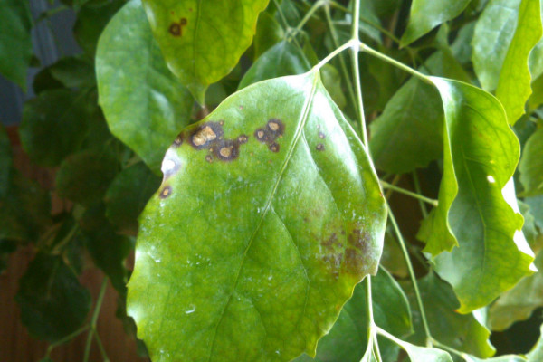 幸福樹葉子發(fā)黃掉落