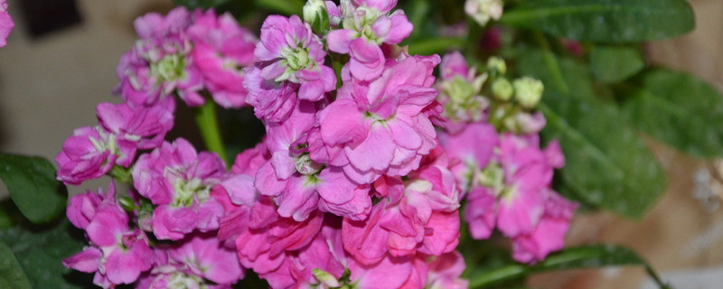 紫羅蘭花為什么光長(zhǎng)葉不開花呢