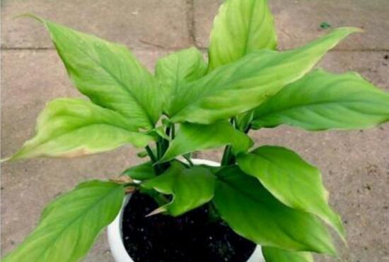 大葉萬年青有毒嗎，誤食會導致聲帶嘶啞、失明