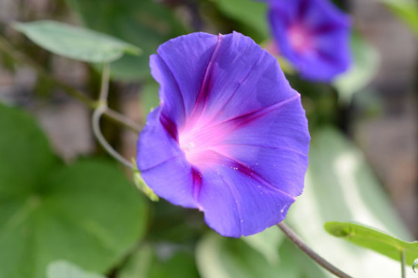 牽?；ㄇ锛灸懿荒芮げ寤? src="/nongchan/d/file/20201223/2ehbacdvk4n.jpg" / data-7rVE="FSsO0W"></p>
<p data-Uvai="qhzSgr">
	牽?；ㄔ谇锛究梢圆寤睿?yàn)闋颗；ㄔ谇锛旧L(zhǎng)速度較快，扦插后植株會(huì)盡快的恢復(fù)生長(zhǎng)，所以秋季扦插牽?；〞r(shí)會(huì)插活。同時(shí)在扦插牽?；〞r(shí)需要選擇合適的植株，一般選擇生長(zhǎng)健康、未遭受病蟲(chóng)害的健康植株進(jìn)行扦插。</p>
<p data-0k8F="yo1u1V">
	<strong data-9kVF="gjkGsI">2、適宜土壤</strong></p>
<p data-VNPM="jI1vMR">
	<img alt=