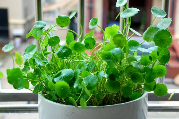 銅錢草開(kāi)花了怎么辦，分為留種處理和不留種處理