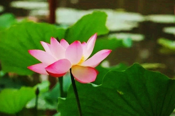 荷花秋天和夏天有什么區(qū)別