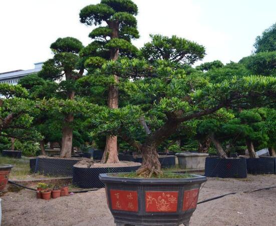 羅漢松寓意是什么，意著招財(cái)進(jìn)寶、長壽吉祥(美好)