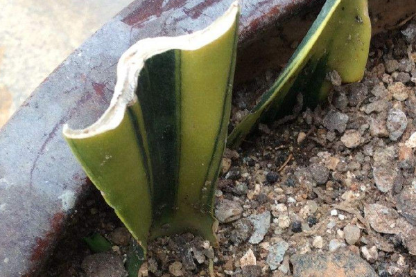 怎么讓虎皮蘭長(zhǎng)出金邊