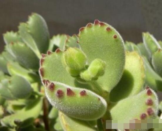 熊童子長(zhǎng)黑斑了怎么辦，教你兩種最常見解決辦法(蟲害與病害)