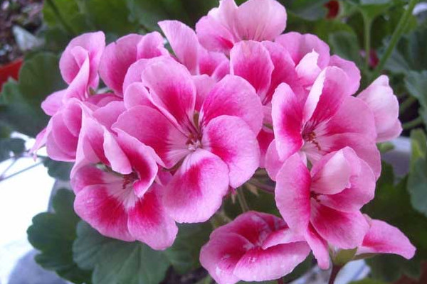 天竺葵春化要怎么進(jìn)行