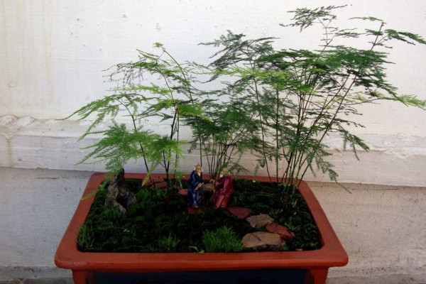 文竹施肥用什么肥料，文竹四季施肥要點