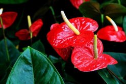 紅掌的寓意是什么，大展宏圖、火熱與希望