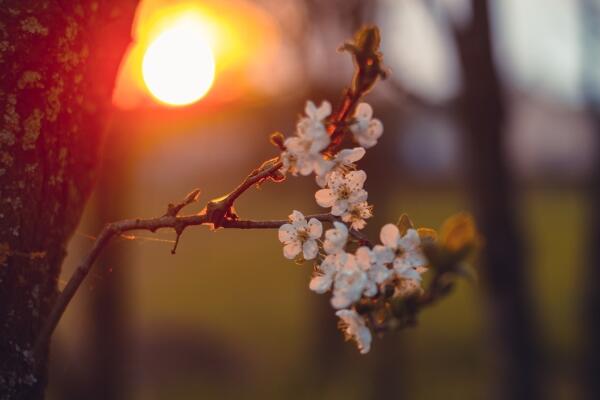 櫻花的種植方法，5步即可完成櫻花的種植