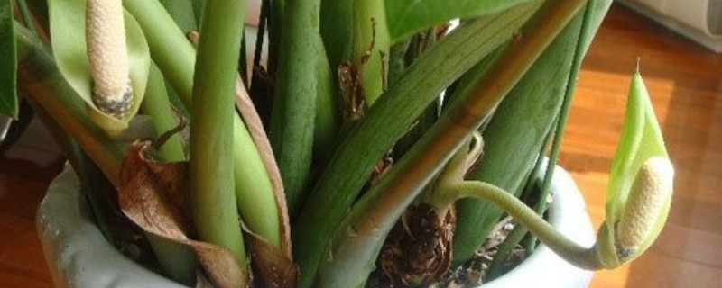 金錢樹怎么養(yǎng)護(hù)