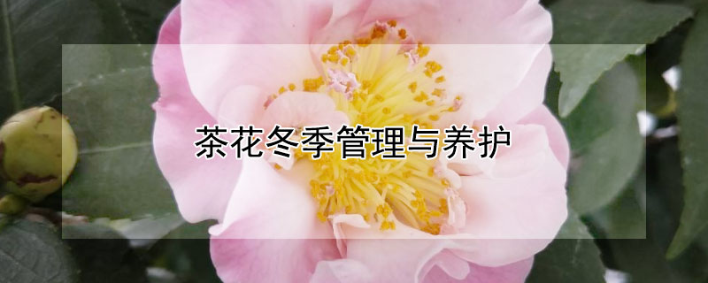 茶花冬季管理與養(yǎng)護(hù)