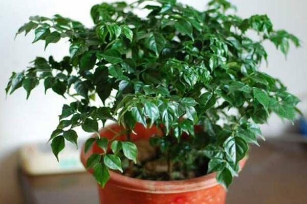 幸福樹葉尖發(fā)黑掉葉子，主要是這幾種原因造成的