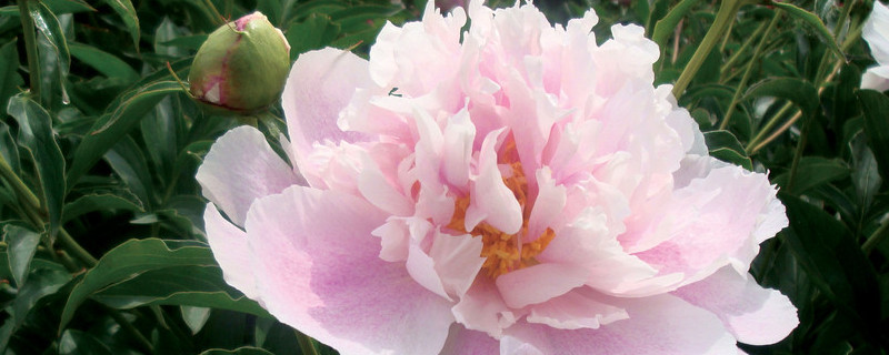 牡丹花太大怎么移栽