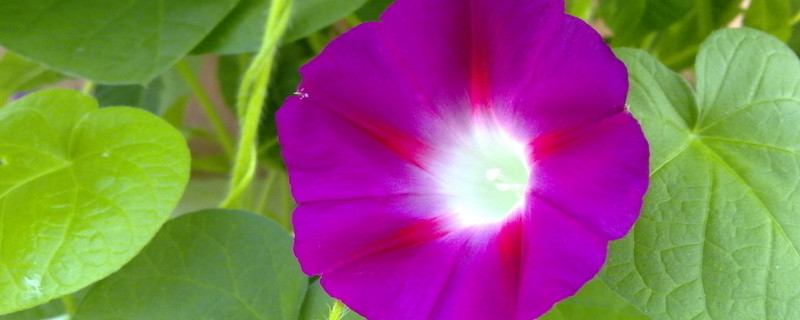 牽?；ㄩL得高是因為什么