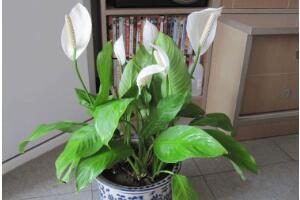 一帆風(fēng)順怎么澆水，一帆風(fēng)順可以澆啤酒嗎