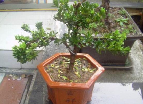 羅漢松盆景怎么養(yǎng)，老農(nóng)總結(jié)八大養(yǎng)殖方法