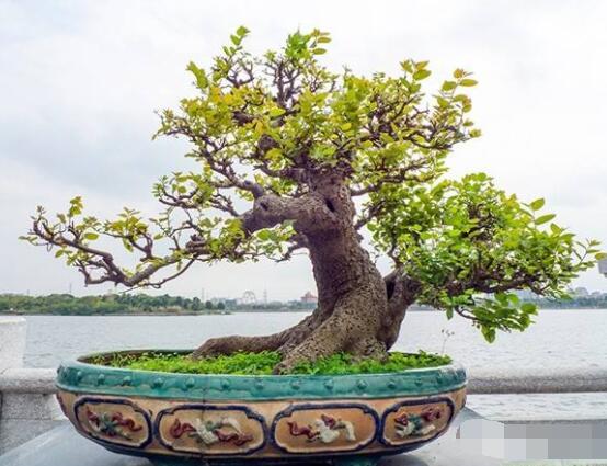 九里香盆景的養(yǎng)殖方法，做好七個(gè)基本養(yǎng)殖要點(diǎn)滿盆花香