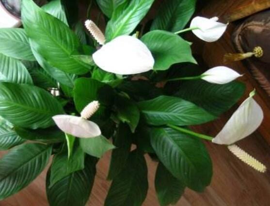 一帆風(fēng)順花蔫了怎么辦，教你四種解決辦法(花大色艷)