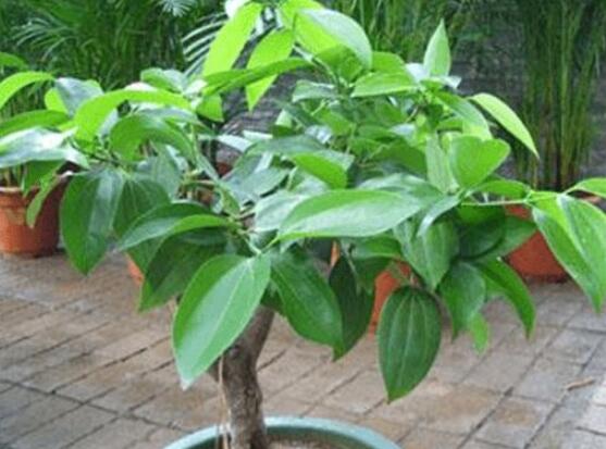 平安樹為什么不發(fā)新芽，三種原因以及解決方法