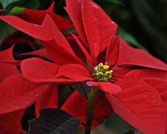 一品紅如何剪枝，春夏季節(jié)修剪最好(兩次摘心)