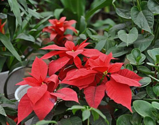 一品紅如何剪枝，春夏季節(jié)修剪最好(兩次摘心)