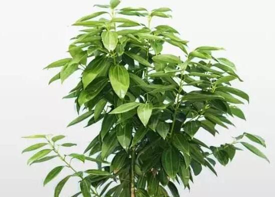 平安樹栽上多久能施肥，平安樹怎么施肥